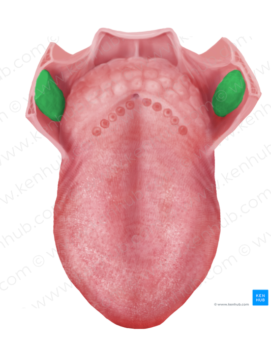 Palatine tonsil (#9479)