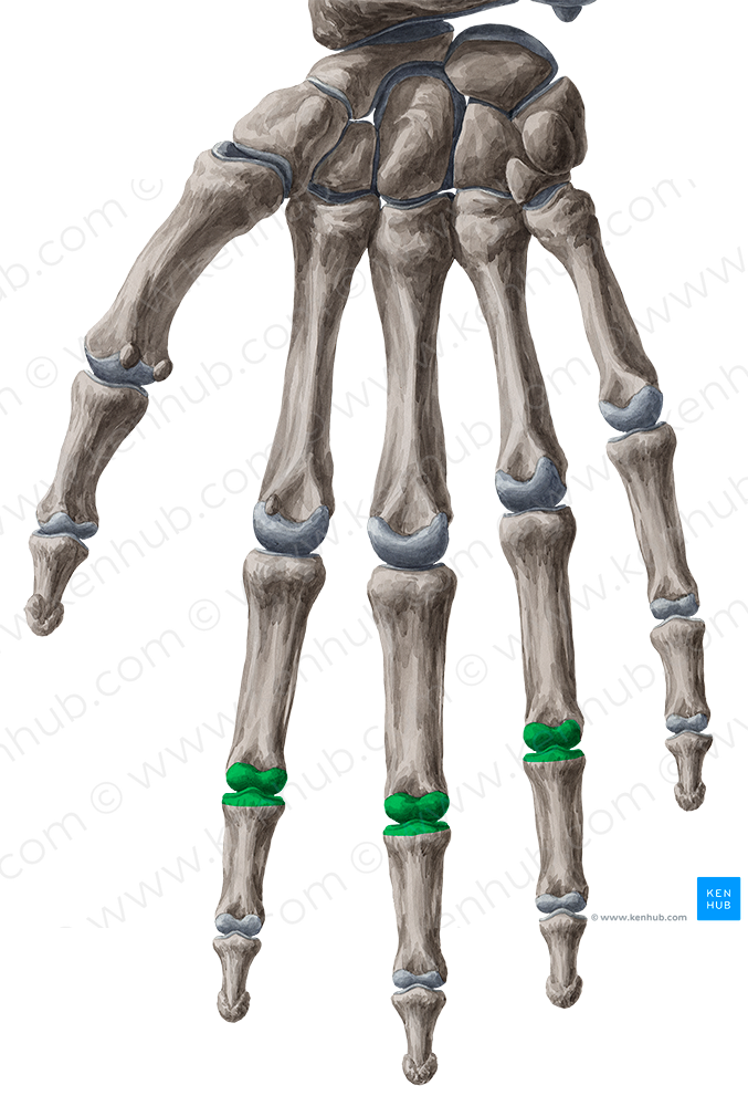 Proximal interphalangeal joints of 2nd-4th fingers (#2053)