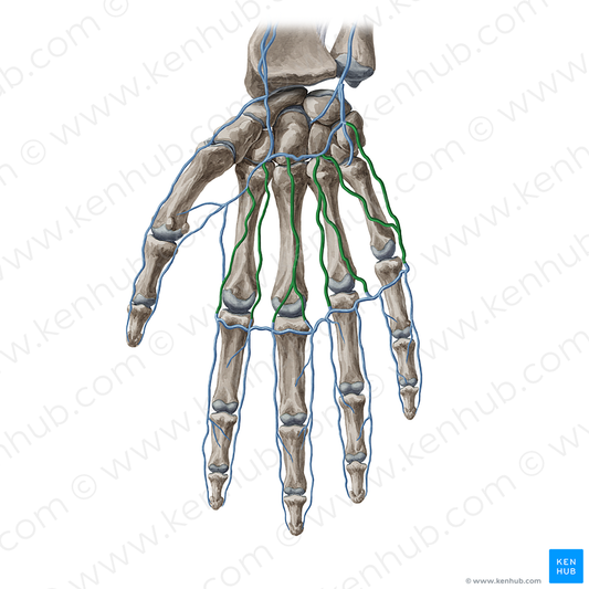 Palmar metacarpal veins (#20396)