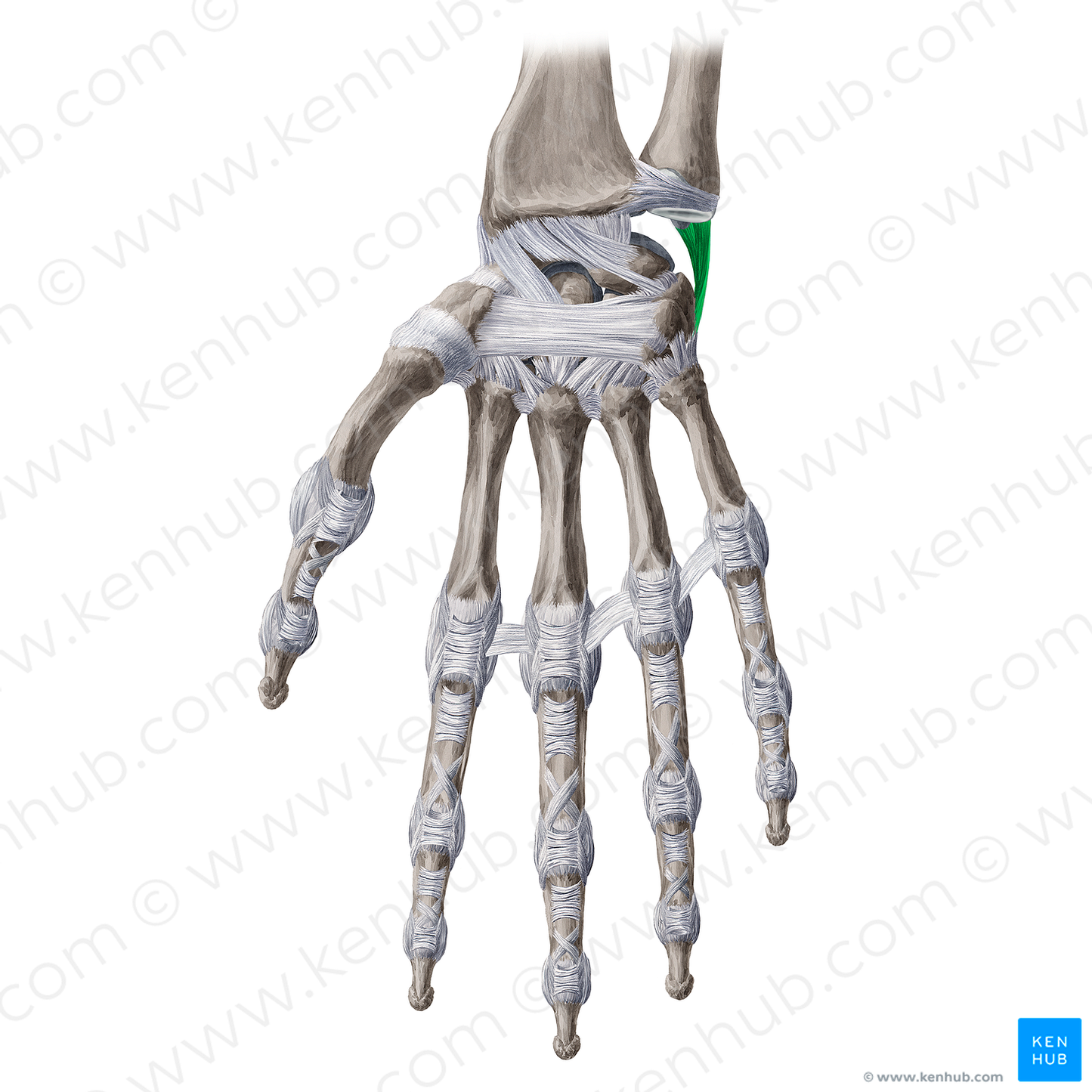 Ulnar collateral ligament of wrist joint (#4486)
