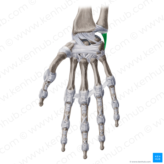 Ulnar collateral ligament of wrist joint (#4486)