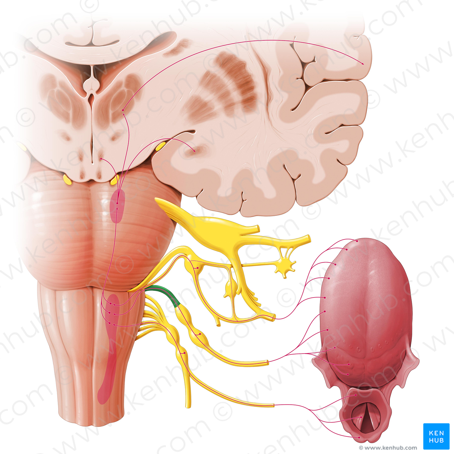 Glossopharyngeal nerve (#6438)