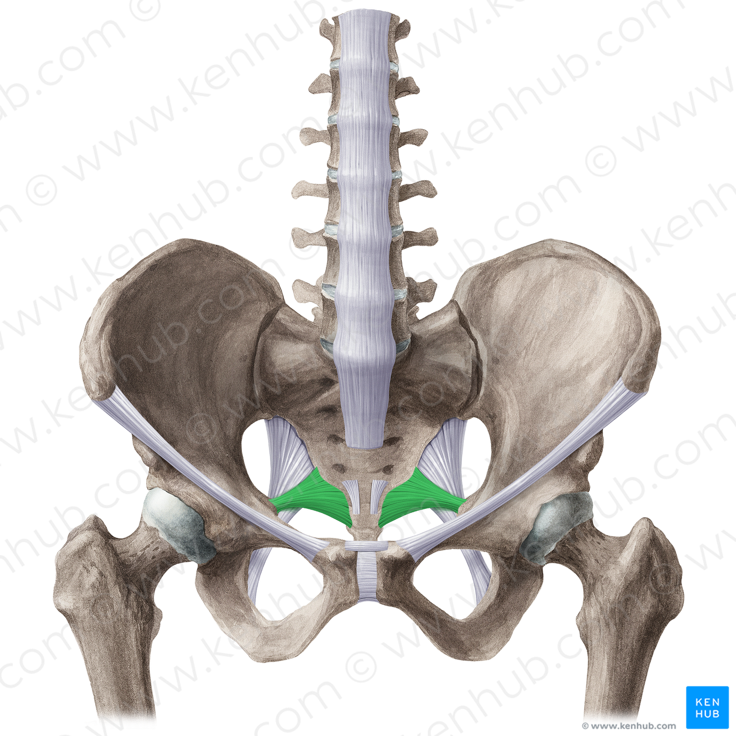 Sacrospinous ligament (#21518)