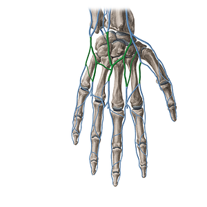 Dorsal venous network of hand (#8920)