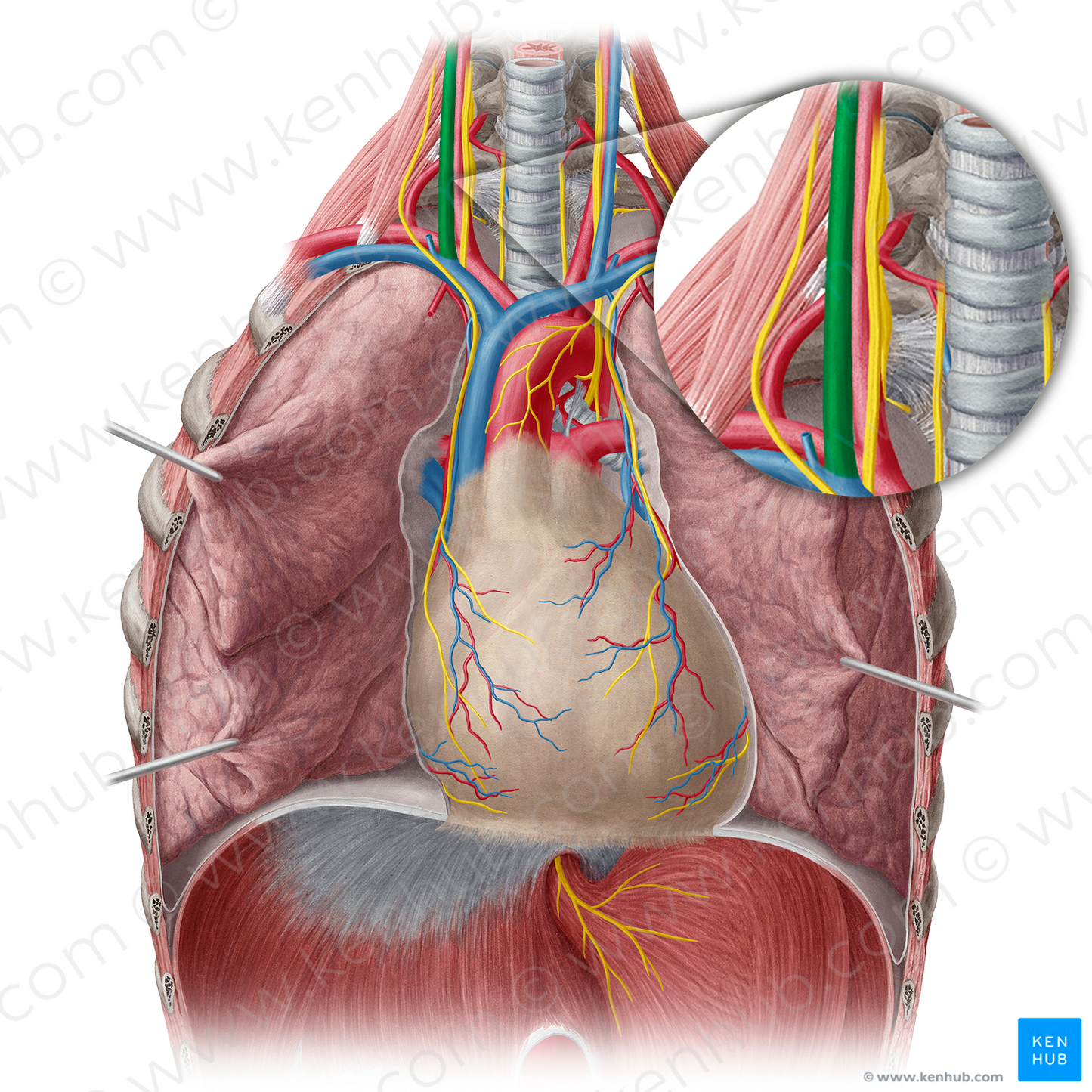 Right internal jugular vein (#10374)