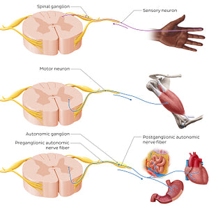 Types of nerves and ganglia (English)