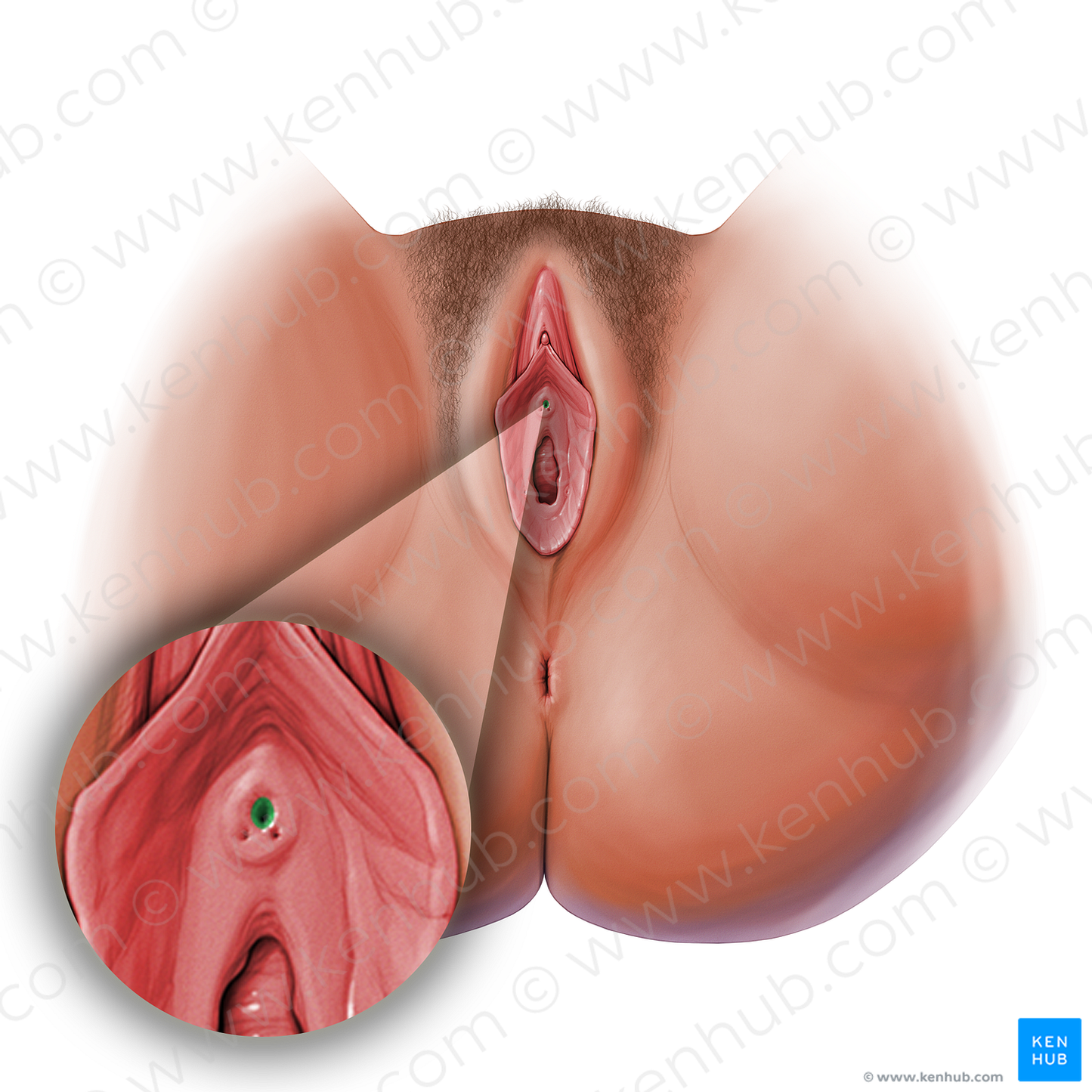 External orifice of urethra (#19923)