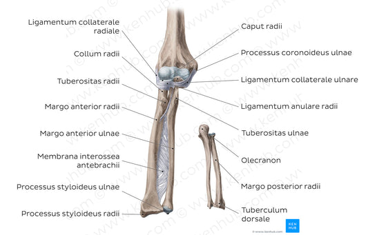 Radius and ulna (Latin)