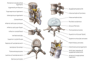 Thoracic and lumbar spines (English)