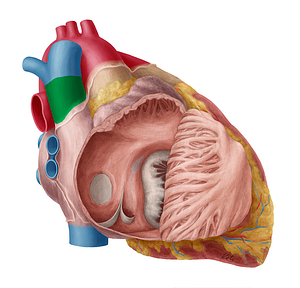 Superior vena cava (#10088)