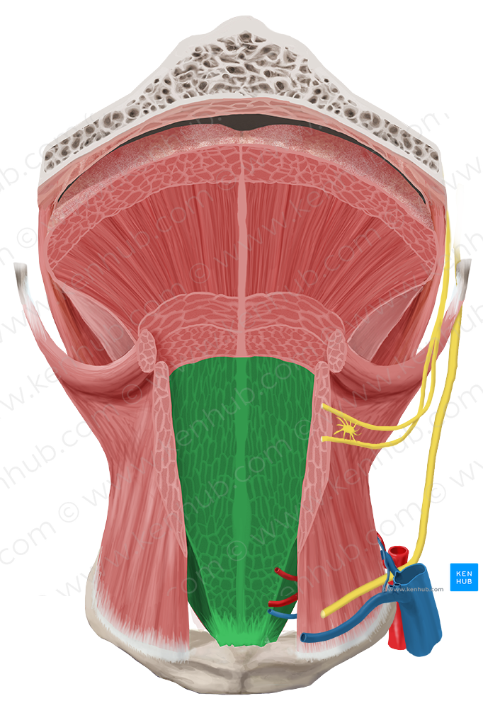 Genioglossus muscle (#5404)
