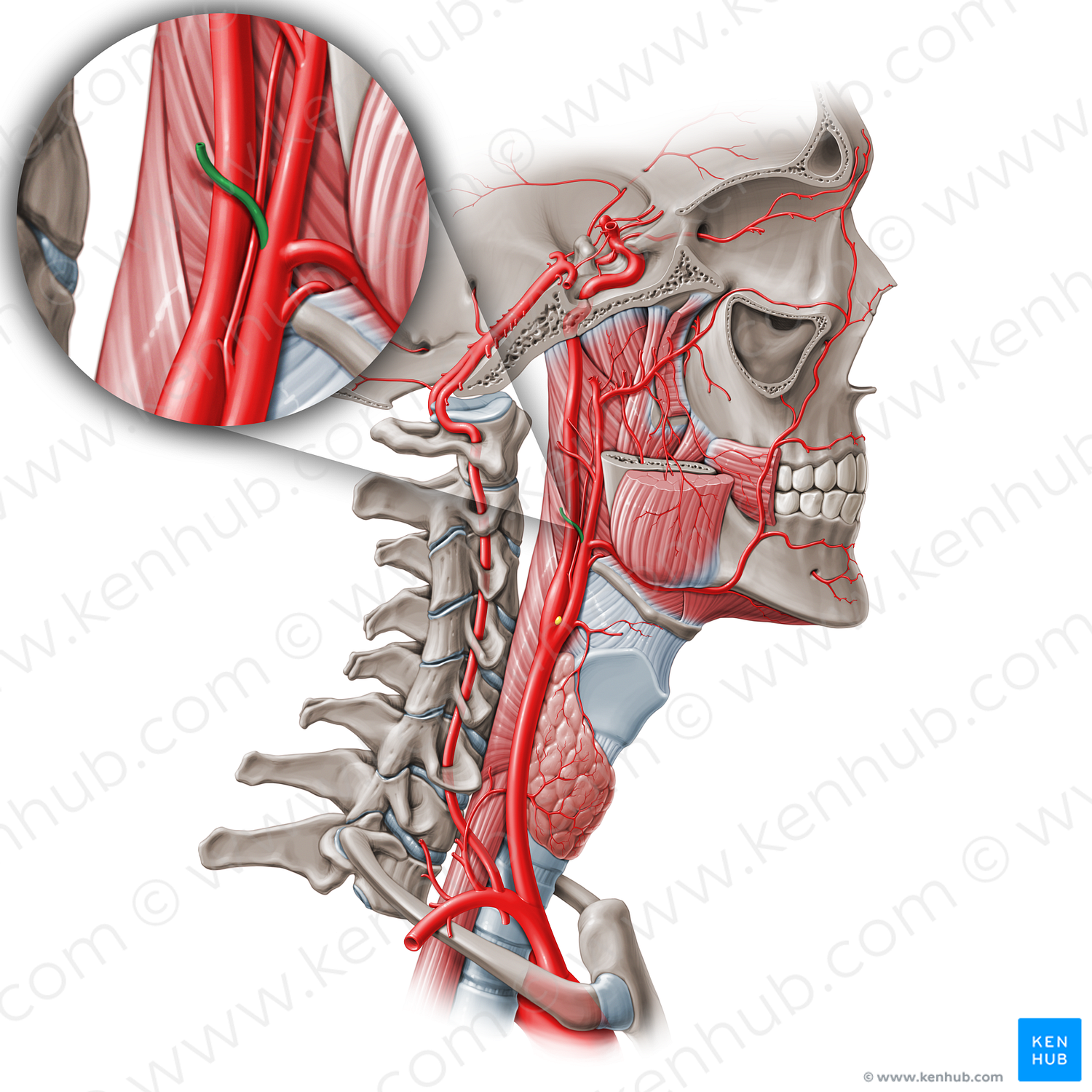 Occipital artery (#1564)