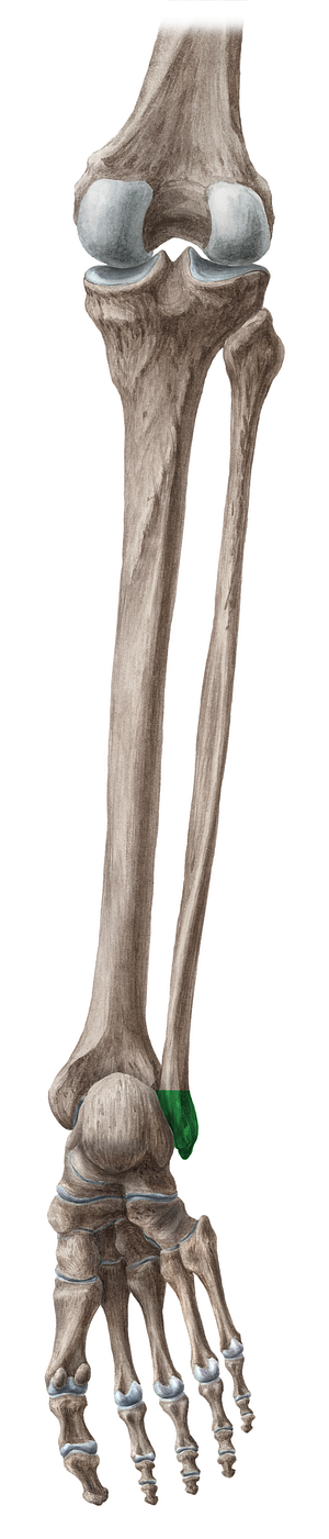 Lateral malleolus of fibula (#4887)