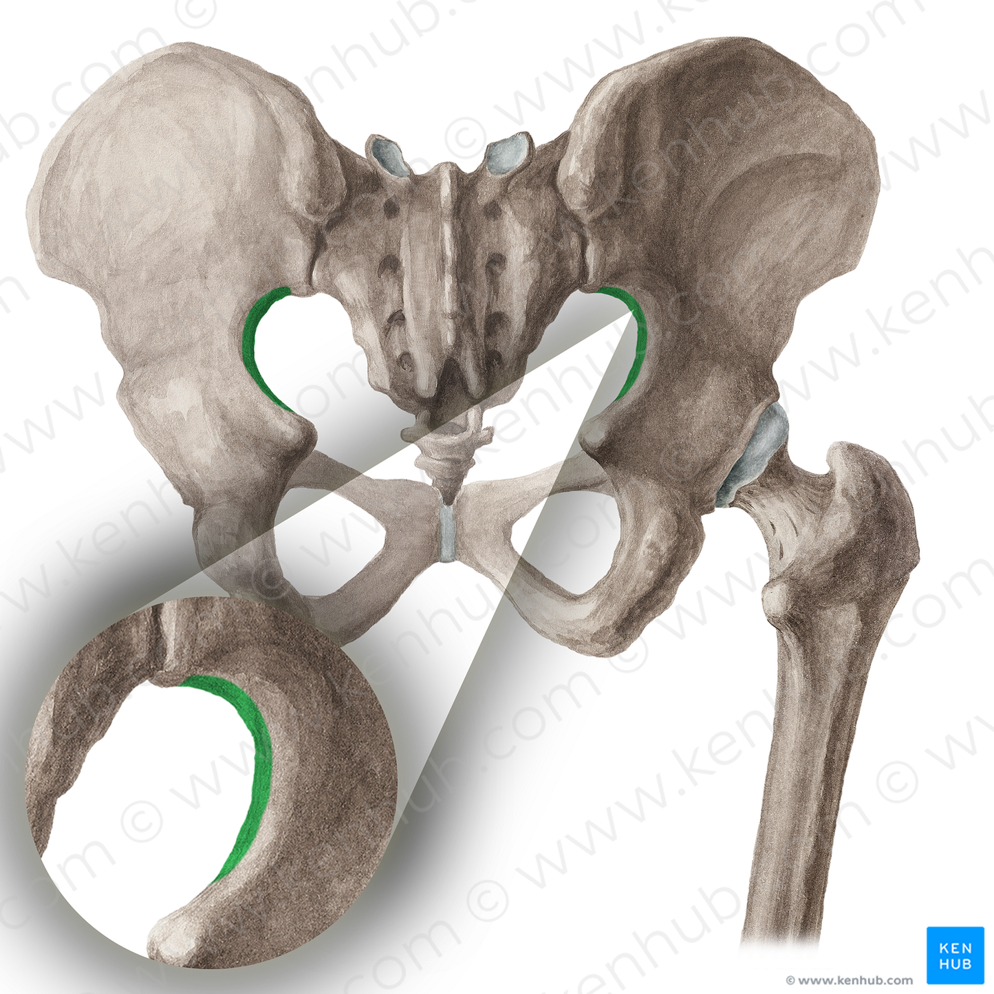 Greater sciatic notch of hip bone (#16028)