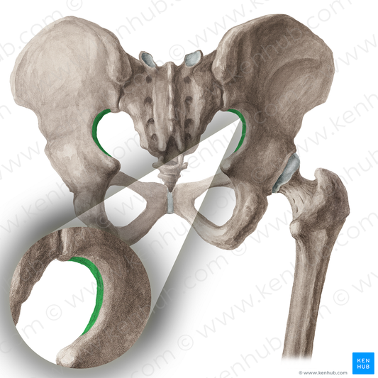 Greater sciatic notch of hip bone (#16028)