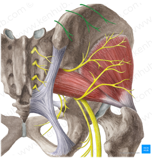 Superior cluneal nerves (#6217)