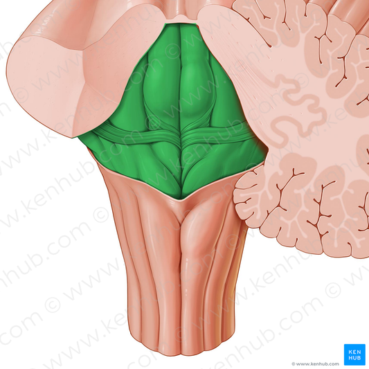 Rhomboid fossa of fourth ventricle (#3881)