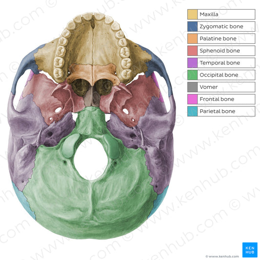 Skull bones - Inferior view (English)