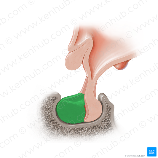 Pars distalis of hypophysis (#18217)