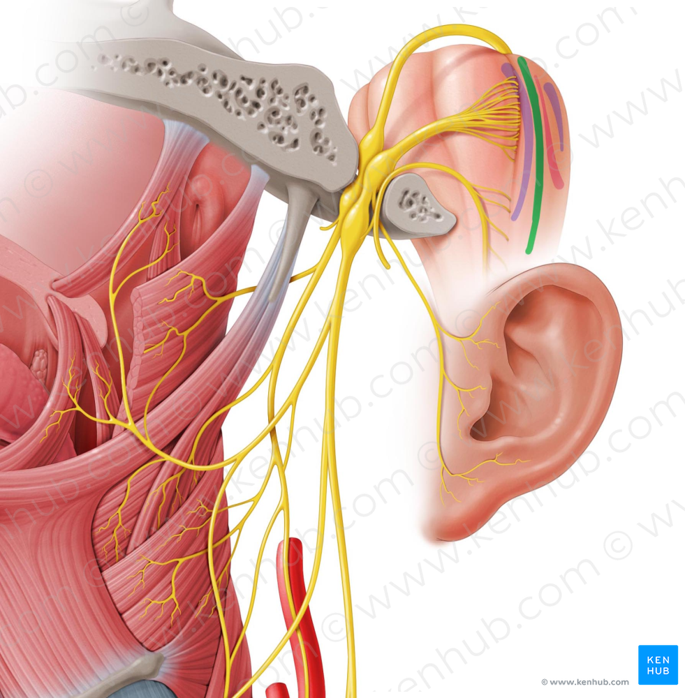 Spinal nucleus of trigeminal nerve (#7260)