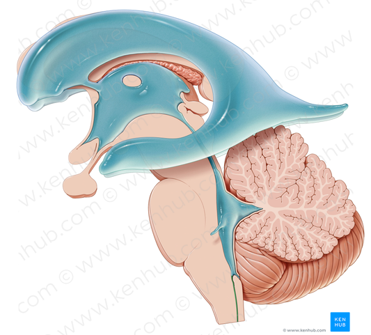 Central canal of spinal cord (#2315)
