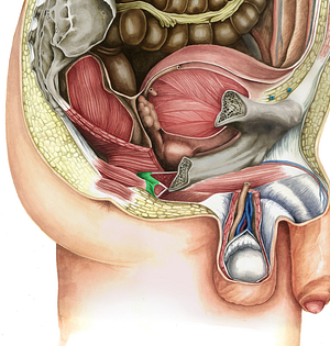 Perineal body (#2561)