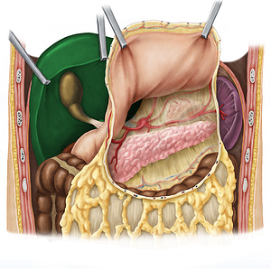 Liver (#4228)