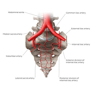 Arteries of the sacrum (English)