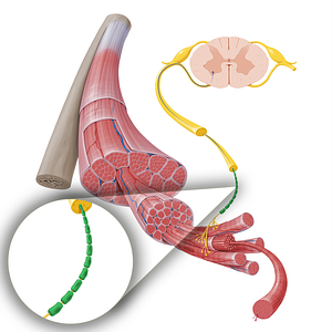 Myelin sheath of motor neuron (#17248)