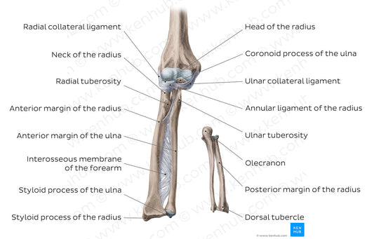 Radius and ulna (English)