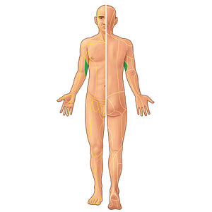 Medial brachial cutaneous nerve (#21916)