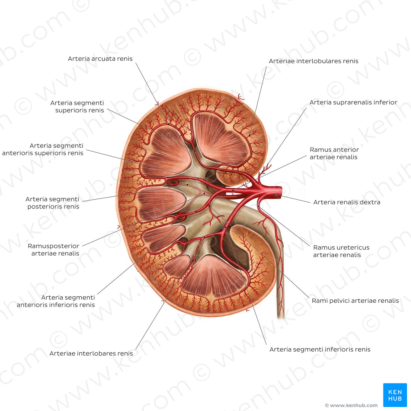 Renal arteries (Latin)