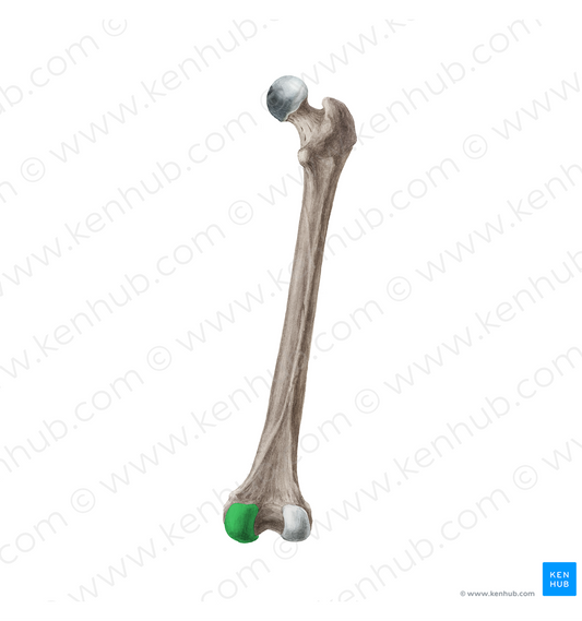 Medial condyle of femur (#19957)