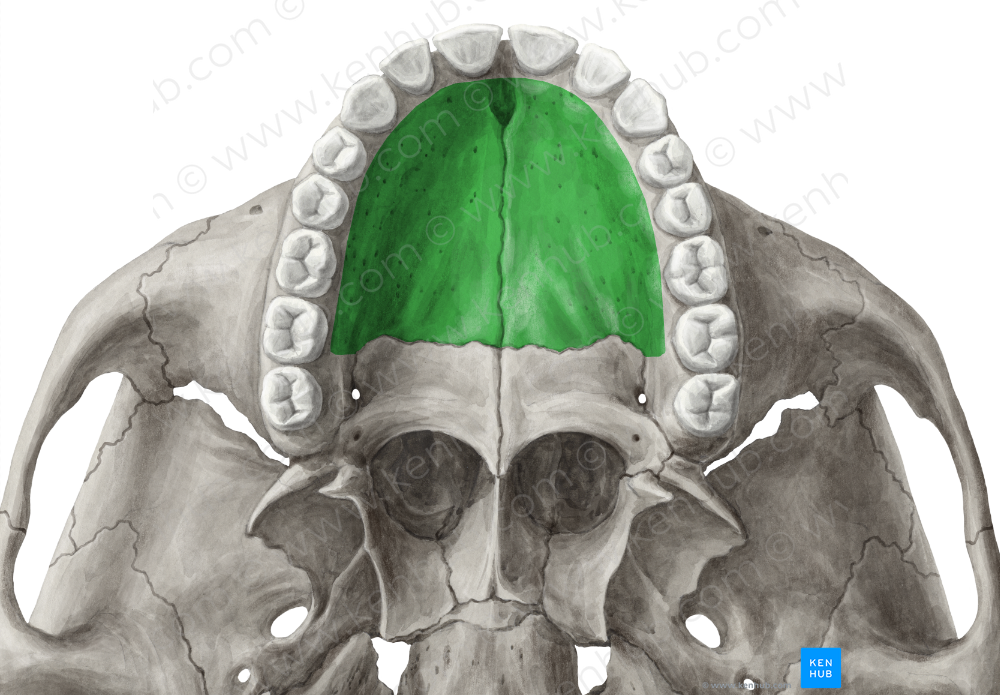 Palatine process of maxilla (#8231)