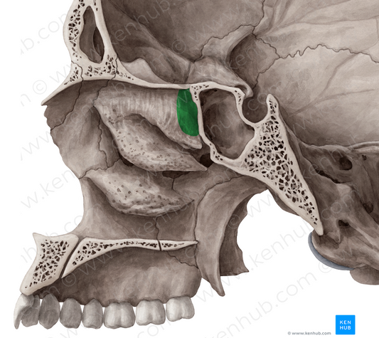 Sphenoethmoidal recess (#8856)