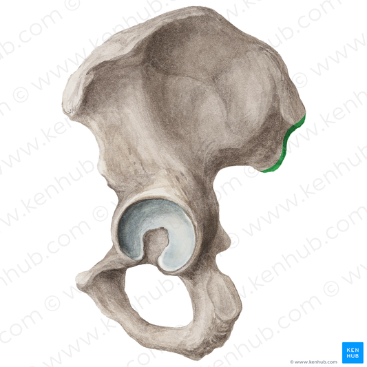 Posterior border of ilium (#21185)