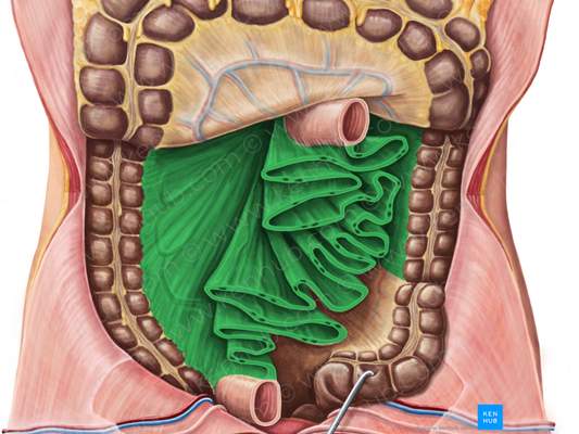 Mesentery (#5072)