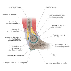 Elbow joint sagittal view (German)