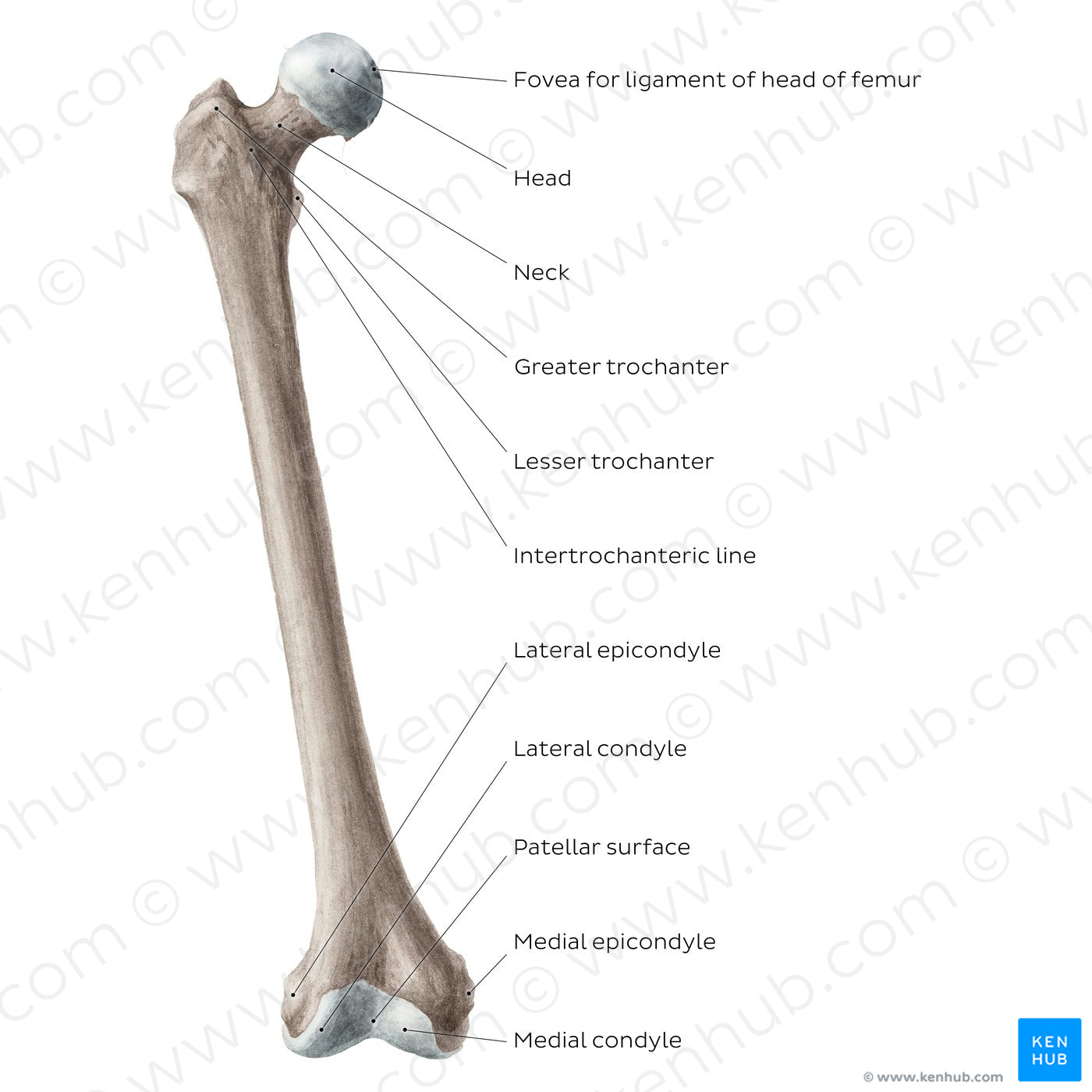 Femur (anterior view) (English)