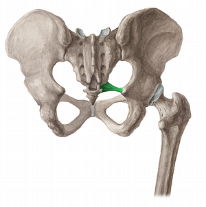 Sacrospinous ligament (#4612)