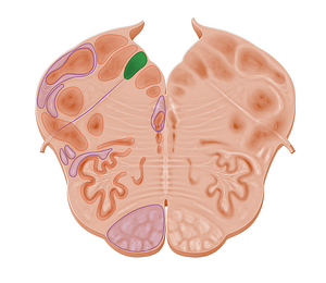 Posterior nucleus of vagus nerve (#10966)