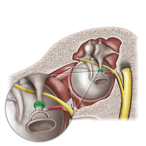 Incudostapedial joint (#20575)