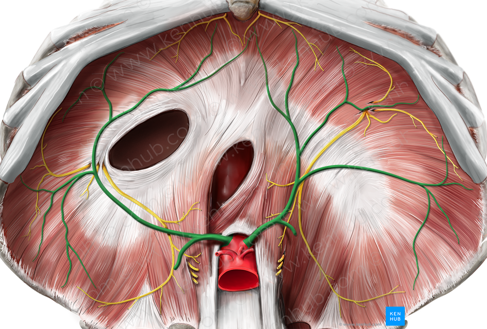 Inferior phrenic artery (#1179)