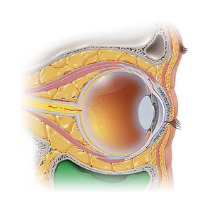 Maxillary sinus (#16870)