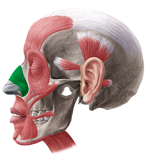 Nasalis muscle (#5628)