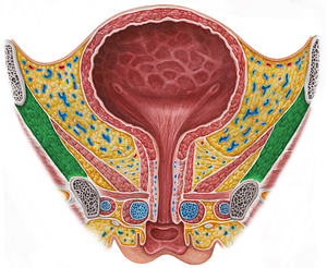 Obturator internus muscle (#5670)