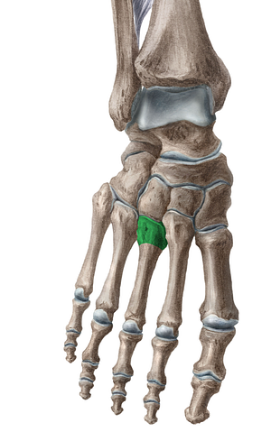 Base of 3rd metatarsal bone (#2171)