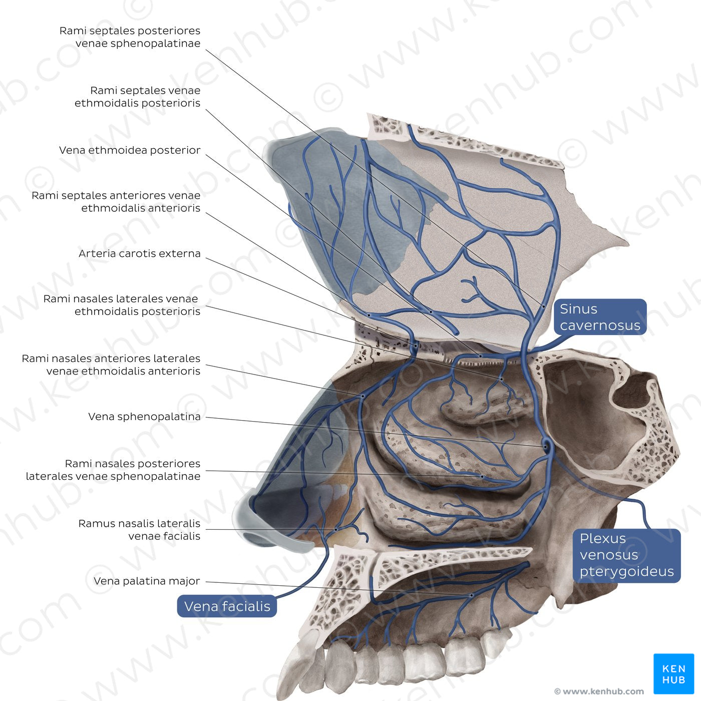 Veins of the nasal cavity (Latin)