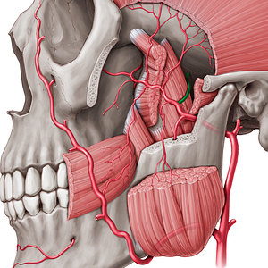 Middle meningeal artery (#1510)