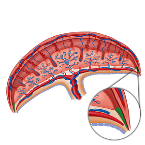 Parietal decidua (#19164)